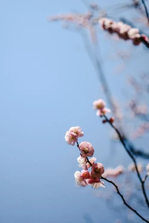 诗词丨二月至，春送暖，一年一岁愿安康！ - 第2张