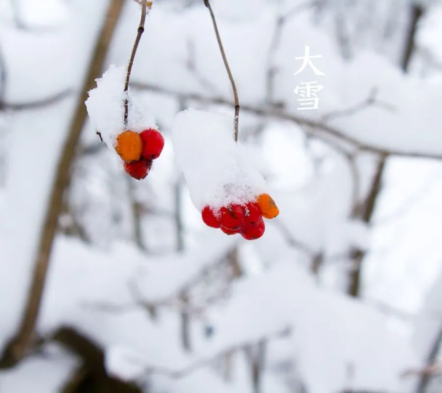 诗词丨雪落成诗，景美情长 - 第9张