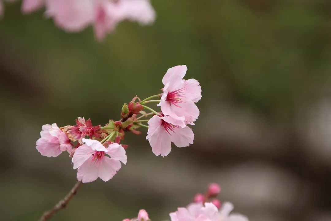 诗词丨心中若有桃花源，何处不是水云间？ - 第10张