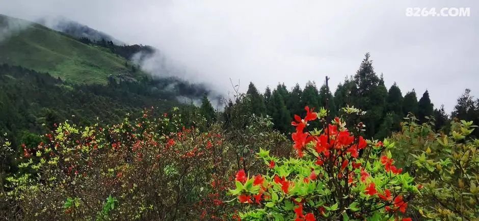 女子单人五一重装武功山全穿，狂风暴雨，云海奔涌，杜鹃娇艳，这景色绝了 - 第15张