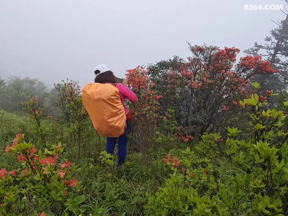 女子单人五一重装武功山全穿，狂风暴雨，云海奔涌，杜鹃娇艳，这景色绝了 - 第18张