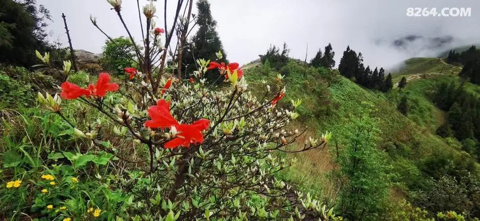 女子单人五一重装武功山全穿，狂风暴雨，云海奔涌，杜鹃娇艳，这景色绝了 - 第16张