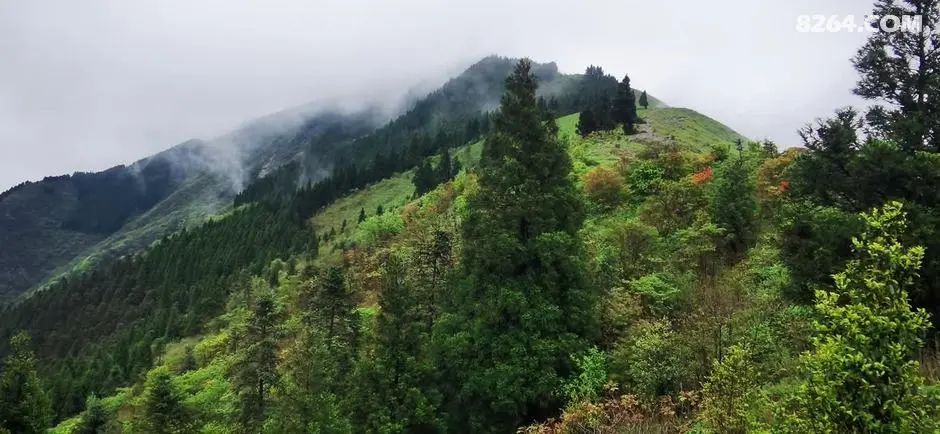 女子单人五一重装武功山全穿，狂风暴雨，云海奔涌，杜鹃娇艳，这景色绝了 - 第32张