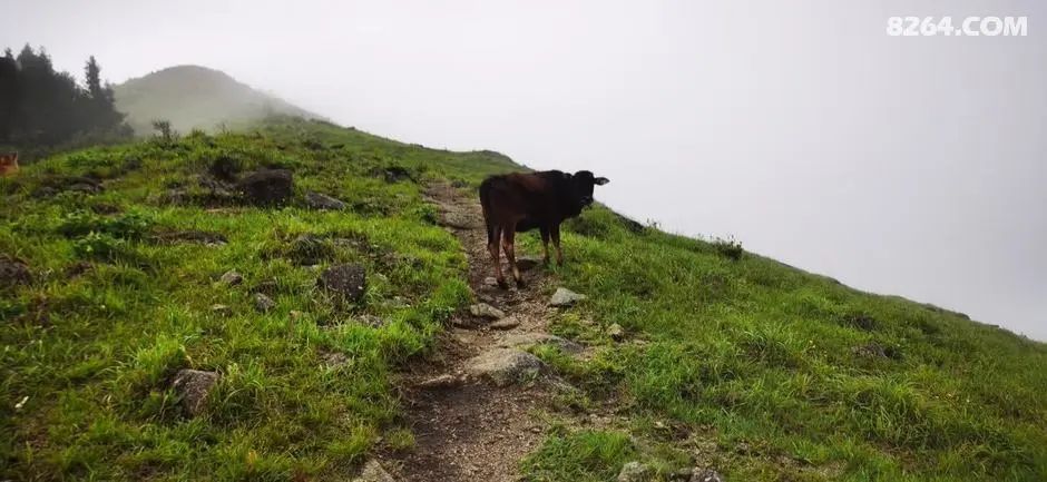 女子单人五一重装武功山全穿，狂风暴雨，云海奔涌，杜鹃娇艳，这景色绝了 - 第35张