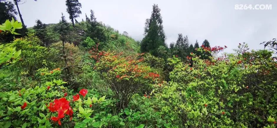 女子单人五一重装武功山全穿，狂风暴雨，云海奔涌，杜鹃娇艳，这景色绝了 - 第33张