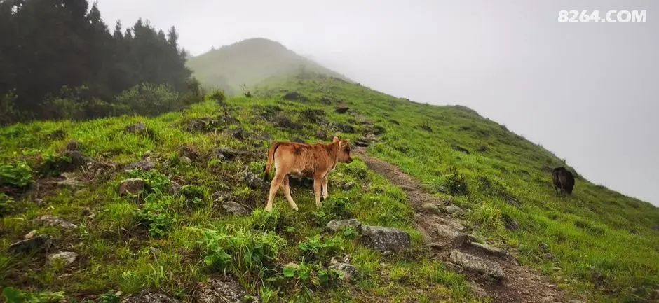 女子单人五一重装武功山全穿，狂风暴雨，云海奔涌，杜鹃娇艳，这景色绝了 - 第36张