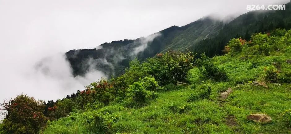 女子单人五一重装武功山全穿，狂风暴雨，云海奔涌，杜鹃娇艳，这景色绝了 - 第34张