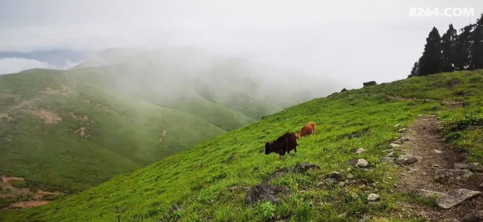 女子单人五一重装武功山全穿，狂风暴雨，云海奔涌，杜鹃娇艳，这景色绝了 - 第37张