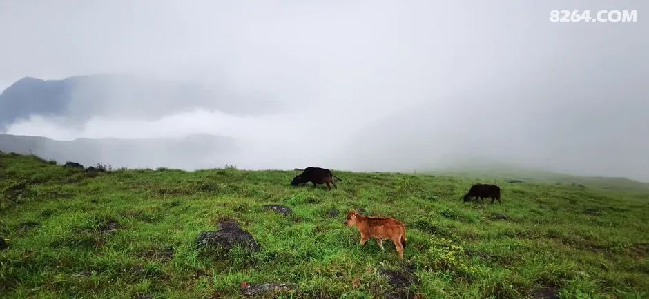 女子单人五一重装武功山全穿，狂风暴雨，云海奔涌，杜鹃娇艳，这景色绝了 - 第38张