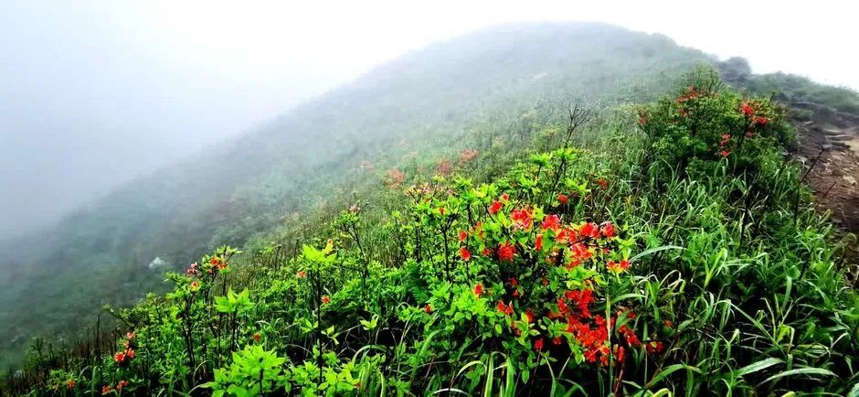 女子单人五一重装武功山全穿，狂风暴雨，云海奔涌，杜鹃娇艳，这景色绝了 - 第75张