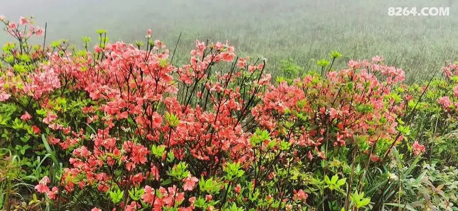 女子单人五一重装武功山全穿，狂风暴雨，云海奔涌，杜鹃娇艳，这景色绝了 - 第76张