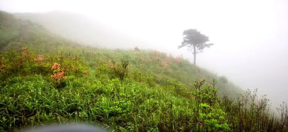 女子单人五一重装武功山全穿，狂风暴雨，云海奔涌，杜鹃娇艳，这景色绝了 - 第87张