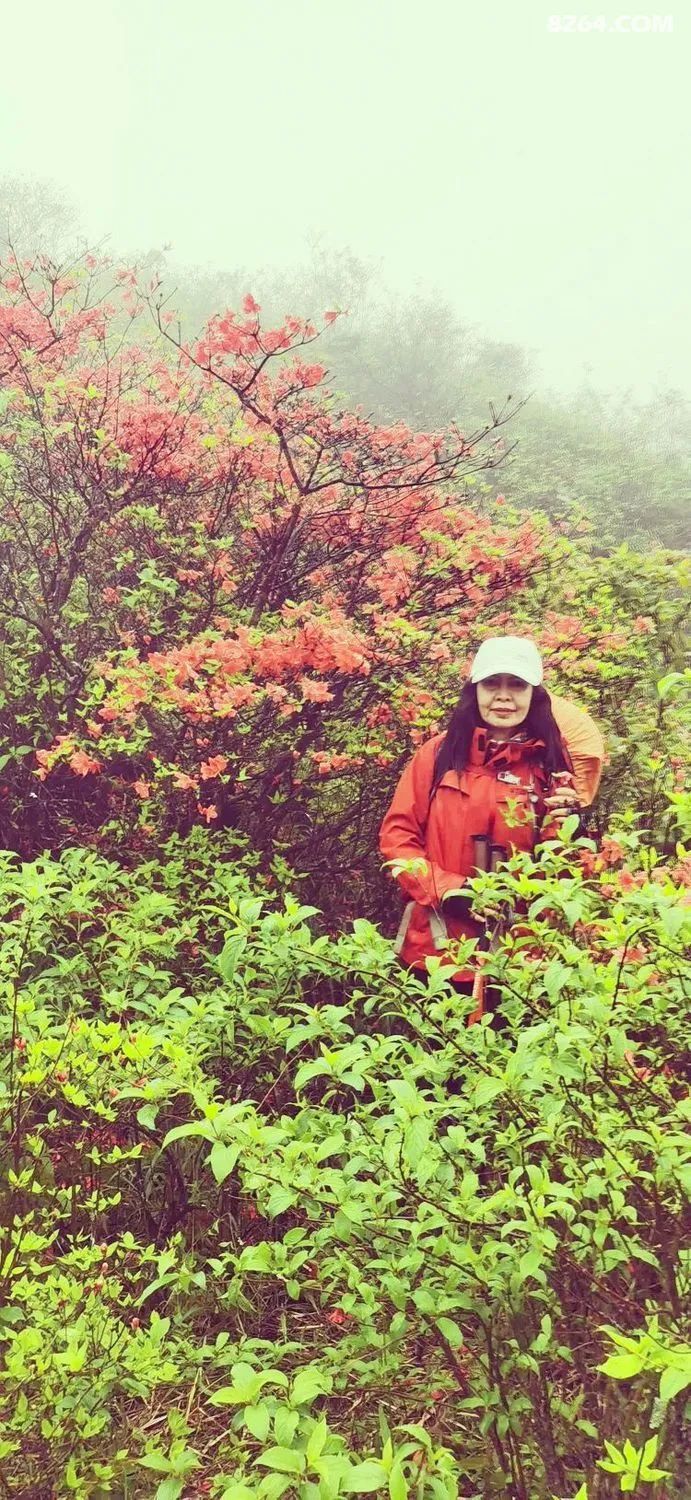 女子单人五一重装武功山全穿，狂风暴雨，云海奔涌，杜鹃娇艳，这景色绝了 - 第96张