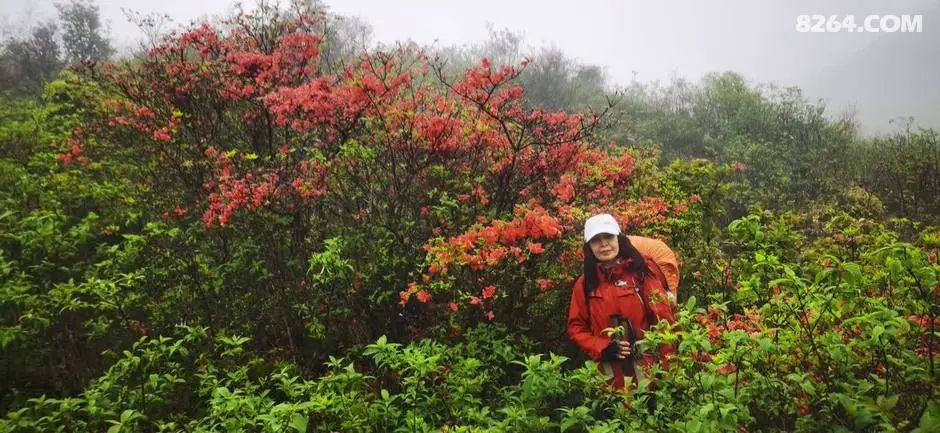 女子单人五一重装武功山全穿，狂风暴雨，云海奔涌，杜鹃娇艳，这景色绝了 - 第95张