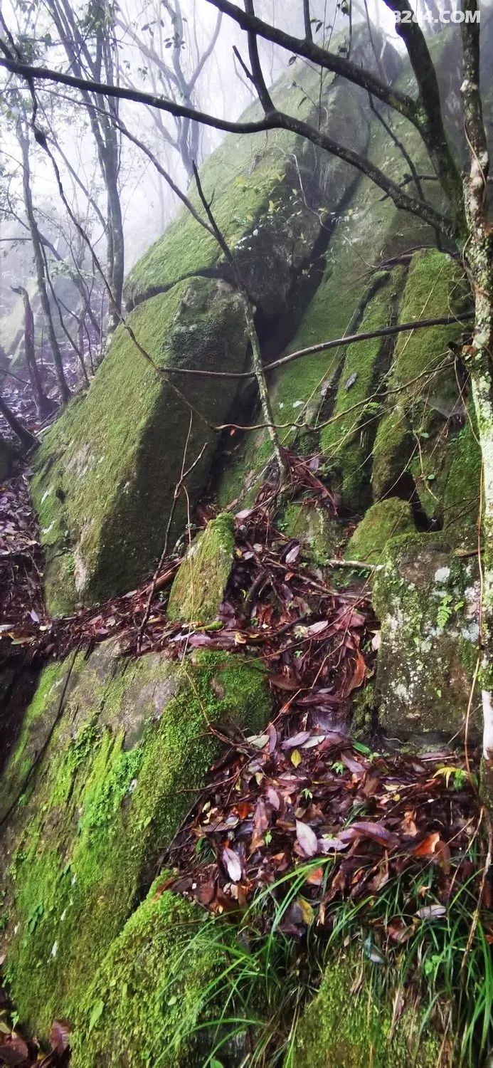 女子单人五一重装武功山全穿，狂风暴雨，云海奔涌，杜鹃娇艳，这景色绝了 - 第106张