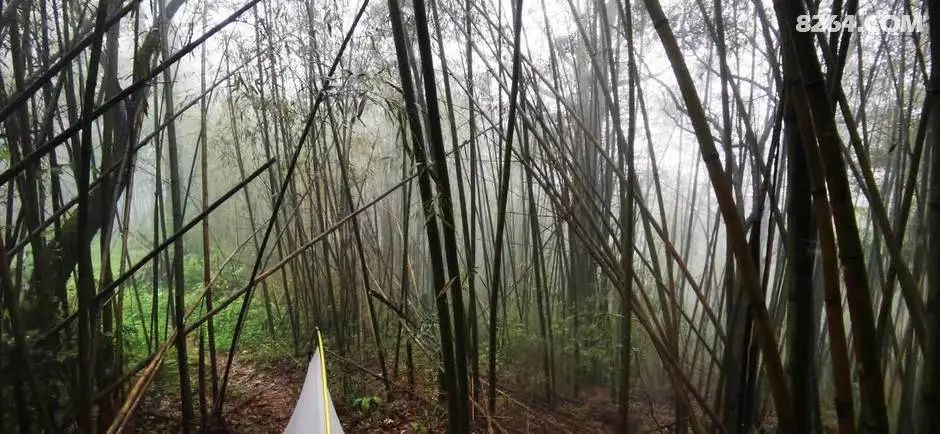 女子单人五一重装武功山全穿，狂风暴雨，云海奔涌，杜鹃娇艳，这景色绝了 - 第104张