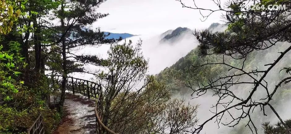 女子单人五一重装武功山全穿，狂风暴雨，云海奔涌，杜鹃娇艳，这景色绝了 - 第109张