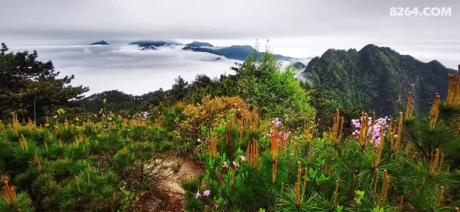 女子单人五一重装武功山全穿，狂风暴雨，云海奔涌，杜鹃娇艳，这景色绝了 - 第117张