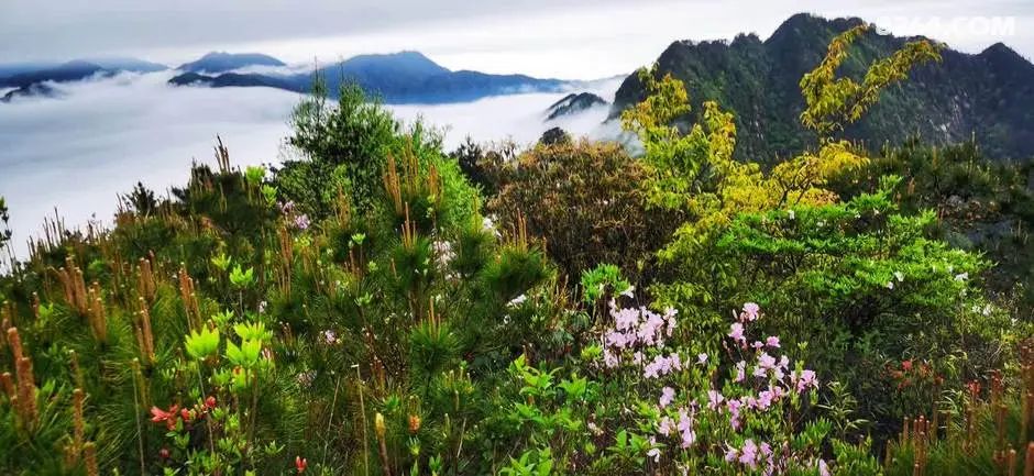 女子单人五一重装武功山全穿，狂风暴雨，云海奔涌，杜鹃娇艳，这景色绝了 - 第118张