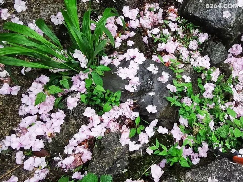 女子单人五一重装武功山全穿，狂风暴雨，云海奔涌，杜鹃娇艳，这景色绝了 - 第131张