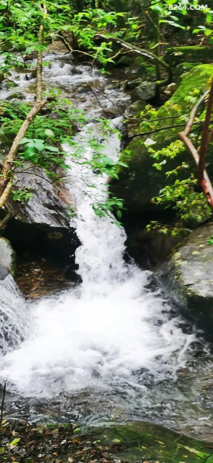 女子单人五一重装武功山全穿，狂风暴雨，云海奔涌，杜鹃娇艳，这景色绝了 - 第133张