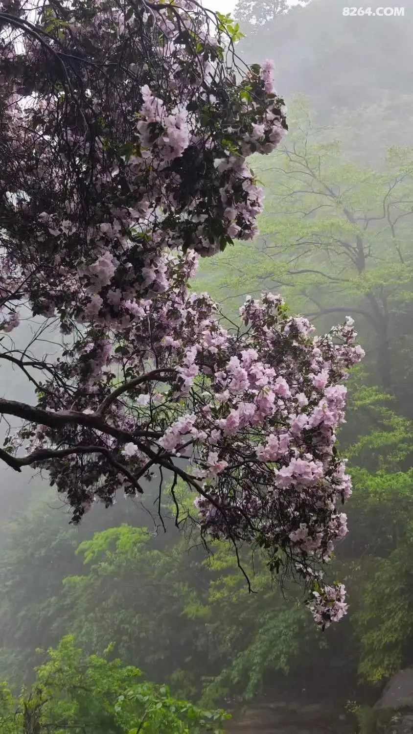 女子单人五一重装武功山全穿，狂风暴雨，云海奔涌，杜鹃娇艳，这景色绝了 - 第135张