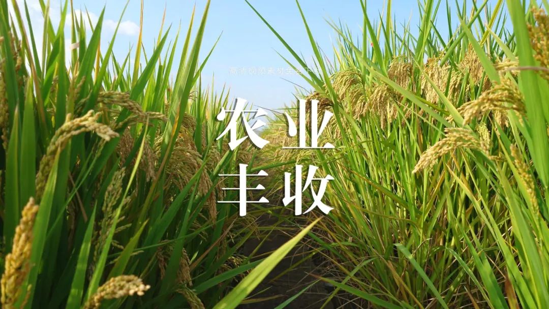 【视频】农业丰收收割视频 免费下载 - 第2张