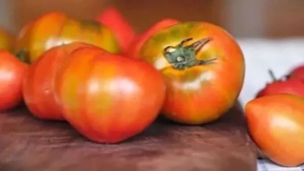 这种番茄千万不要做菜！