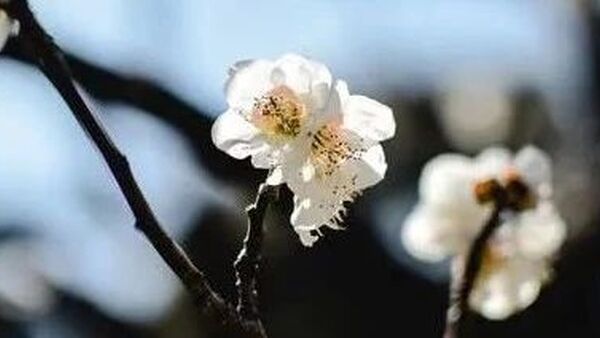 诗词丨二月至，春送暖，一年一岁愿安康！