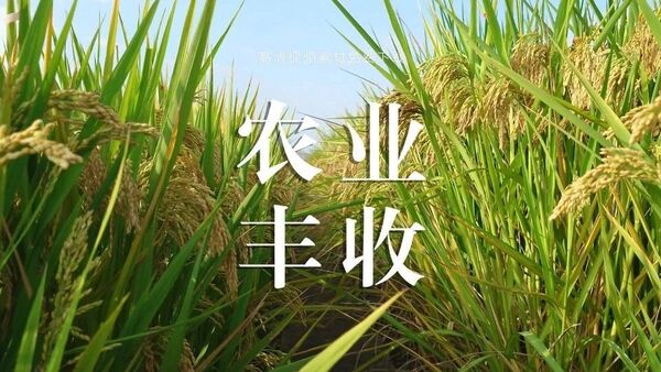 【视频】农业丰收收割视频 免费下载